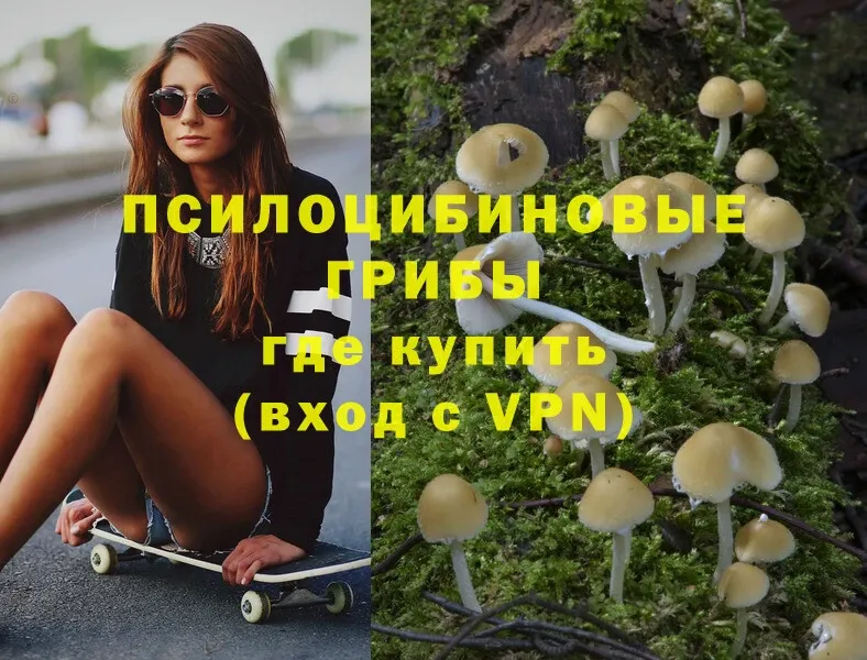 Псилоцибиновые грибы Psilocybe  наркошоп  Усть-Лабинск 